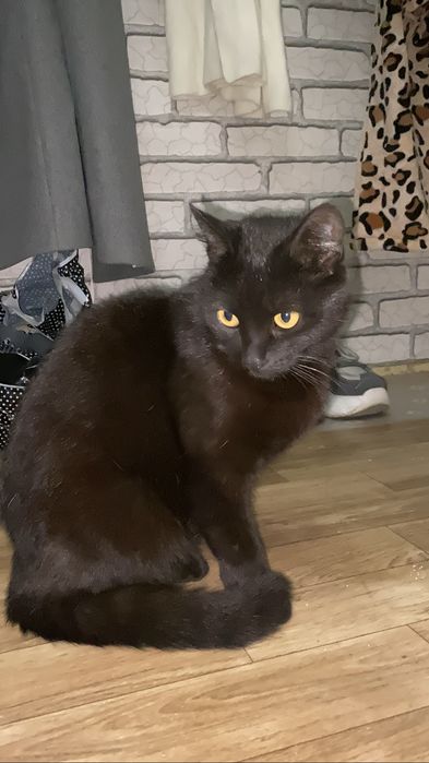 Срочно кошка ищет дом