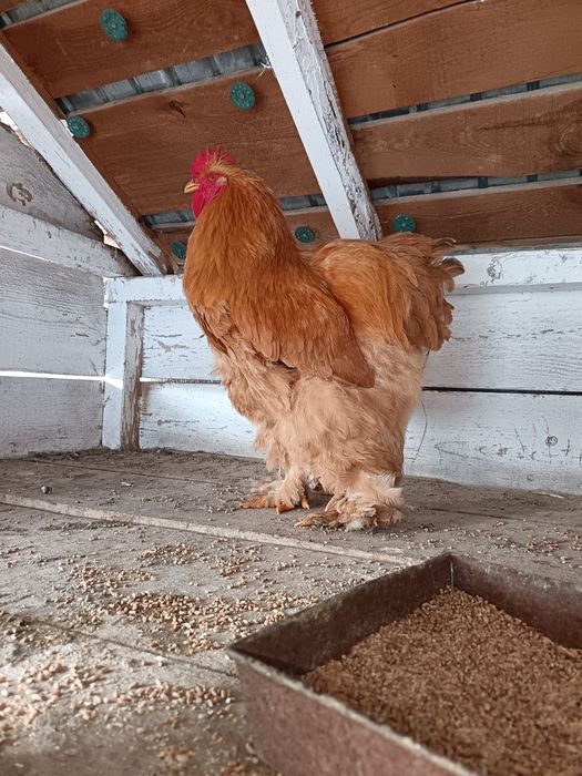 Cocoși mari 10 luni