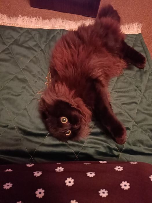 Отдам котенка веслоухого