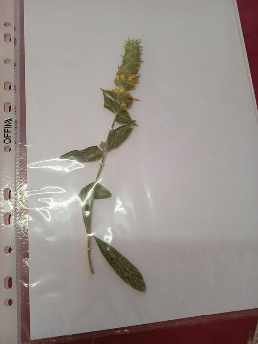 Хербарий ( за ученици и студенти)