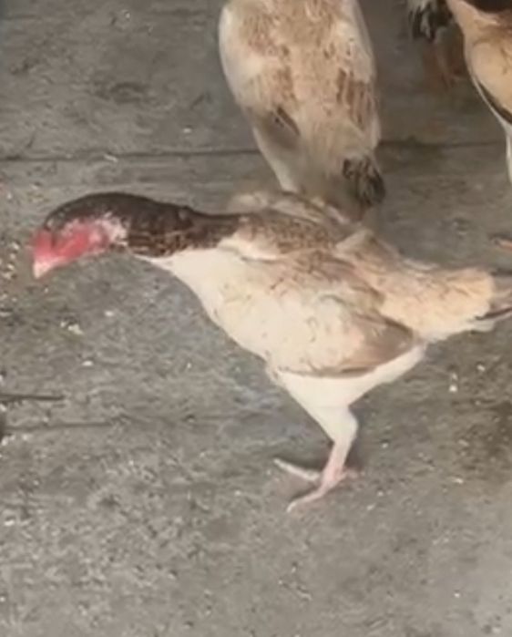 Дакан мекен сатылады