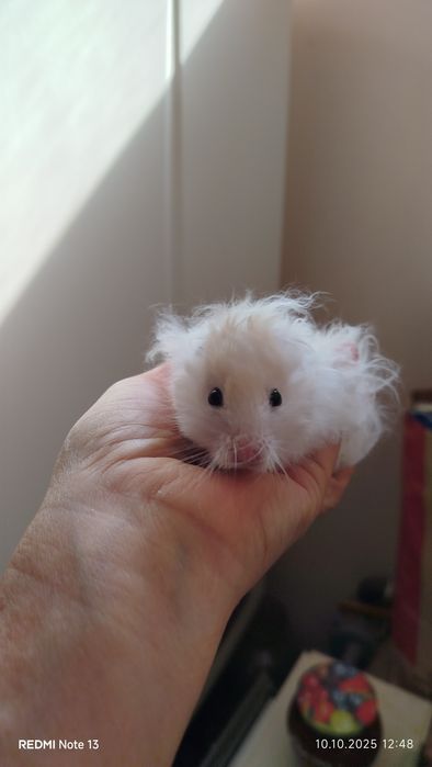 Хомячки домашние,ручные
