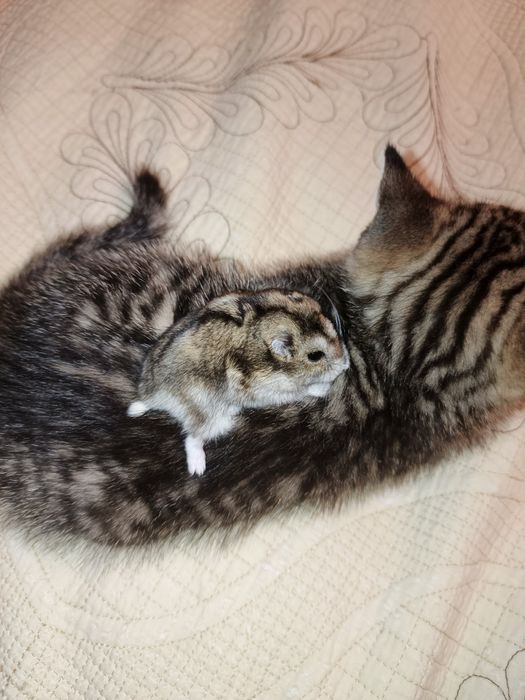 Передержка зоогостиница