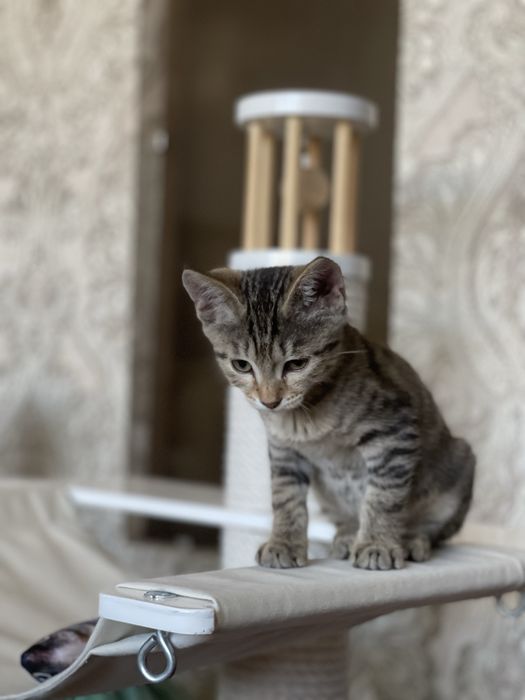 Котенок 2.5 месяца