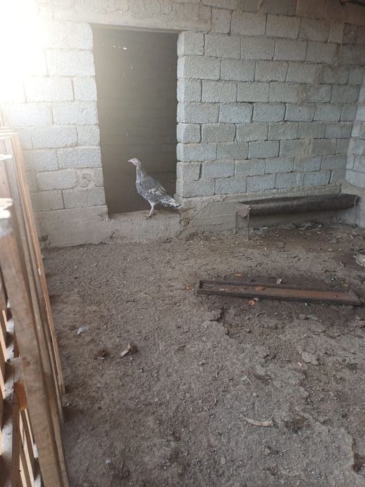 Ундыктер сатылады