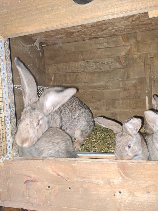 Femele urias german de 1 an cu pui de 1 luna
