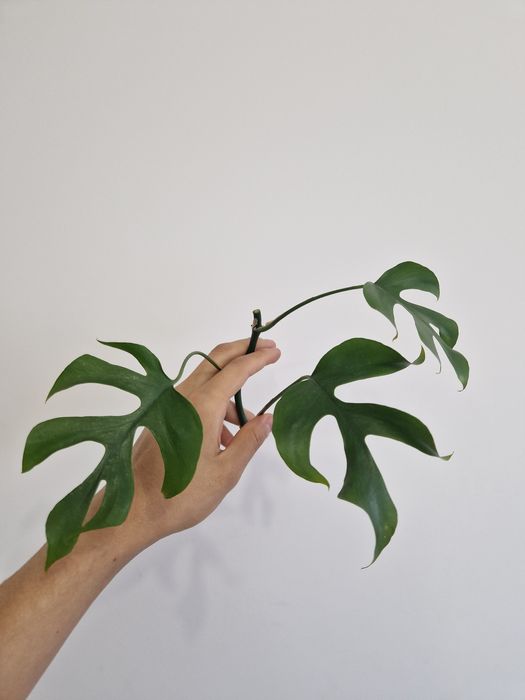 Рафидофора тетрасперма. Монстера минима