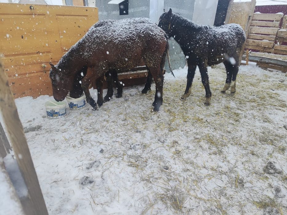 Жеребята справные,все уколы получили,