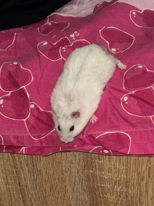 Vând hamster vine cu mâncare la pachet și maxim cutia