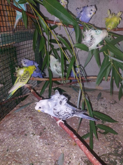 Peruși Hogoromo de vânzare