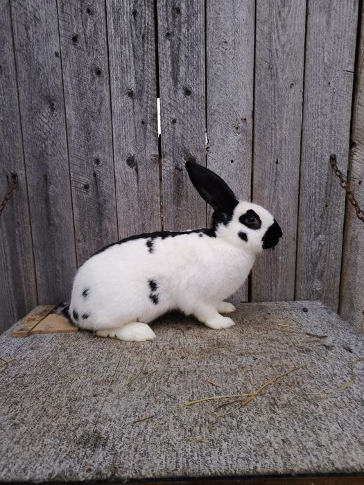 Femela fluture cu 5 pui