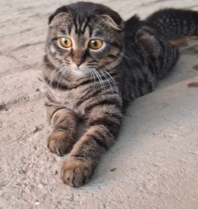 Zotdor mushuk sotiladi