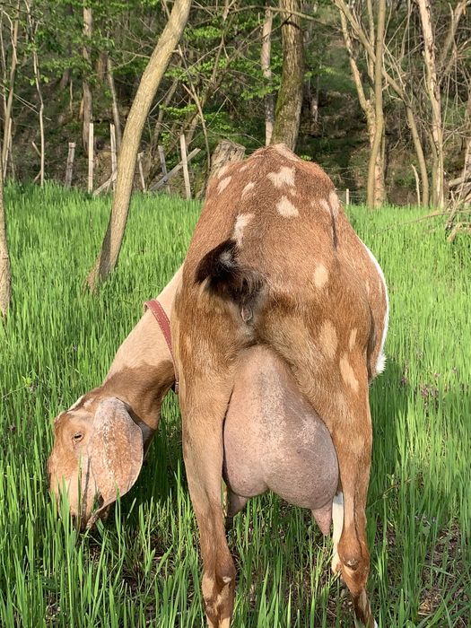 Lapte de capra Anglo Nubian