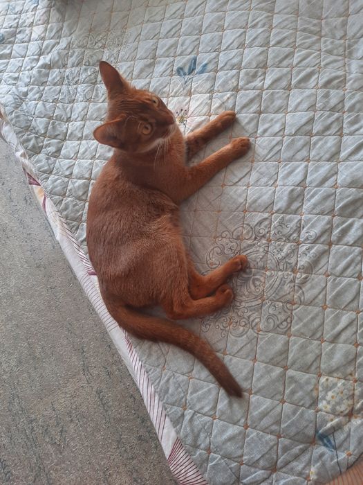 Кошка в хорошие руки