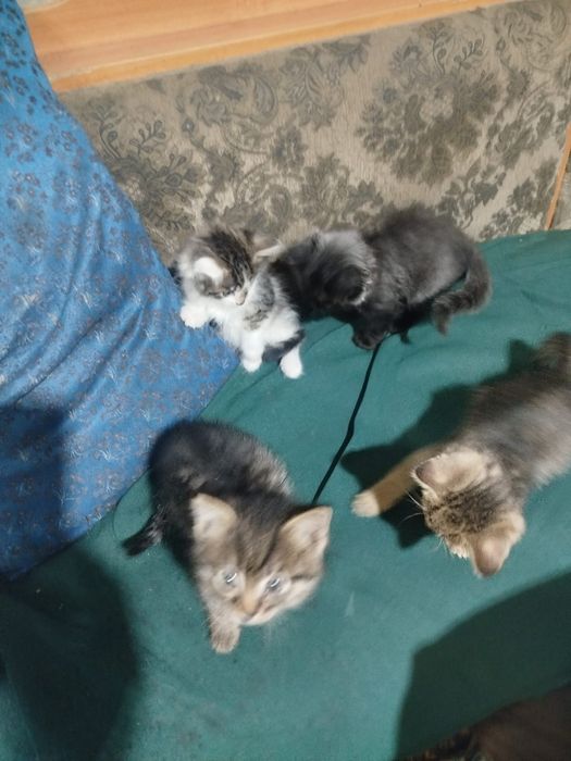 Отдам котят в хорошие руки