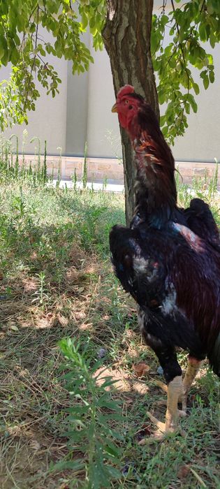 Тоза қон жангчи ҳўроз сотилади