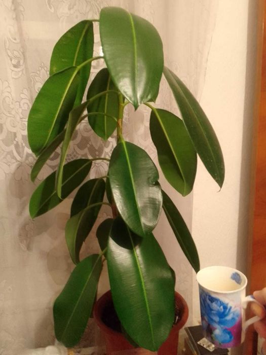 Продам комнатные фикусы и алоэ