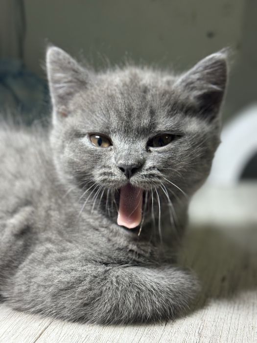 Продаются котята