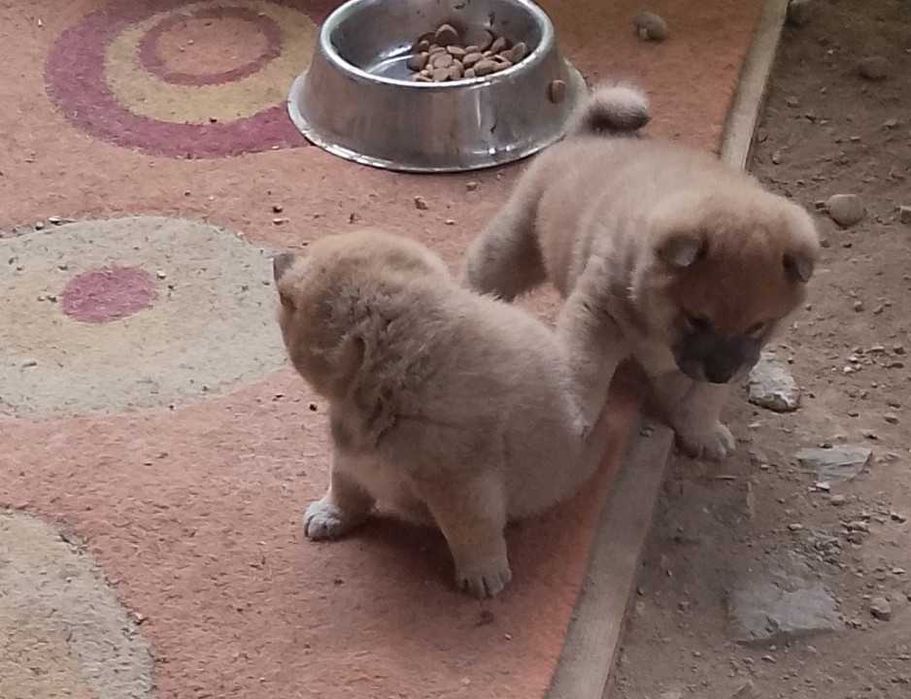 Мъжки Шиба Ину-с родословие. Баща бяло Шиба Ину