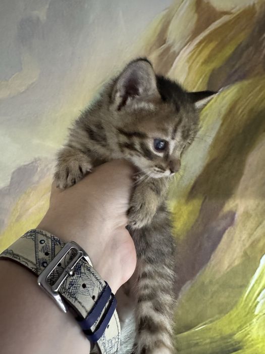 Отдам котят девочки