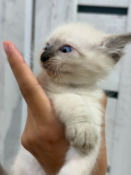 Отдаем котят в добрые руки