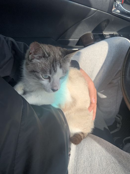 Кошка бесплатно