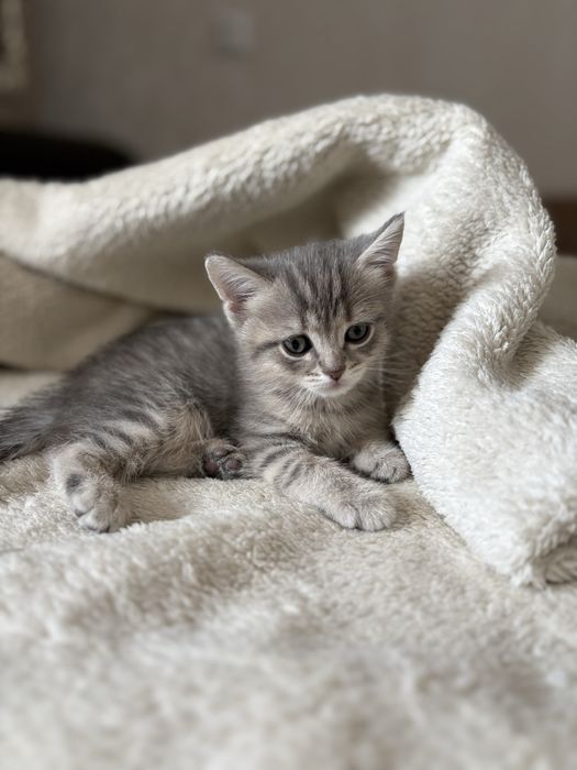 Шотландские котята