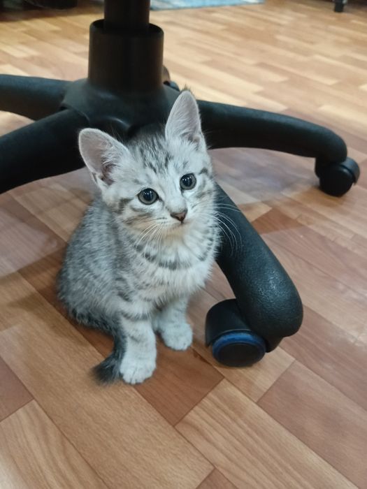 Отдам котёнка, в добрые руки