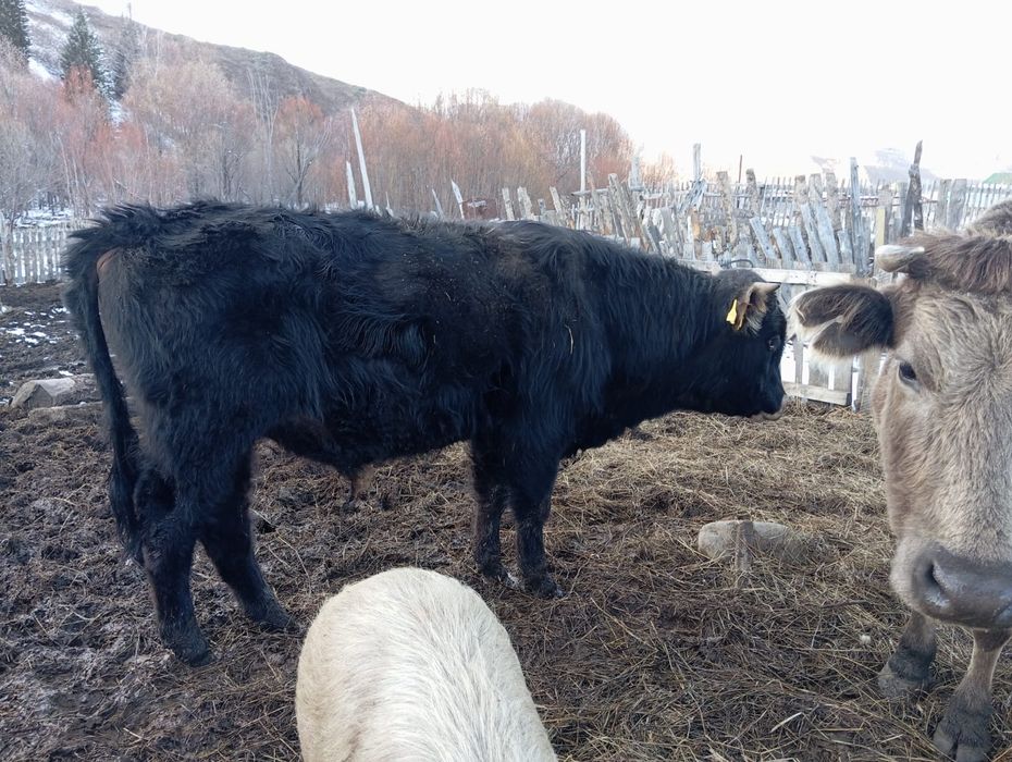 Продам бычка ...