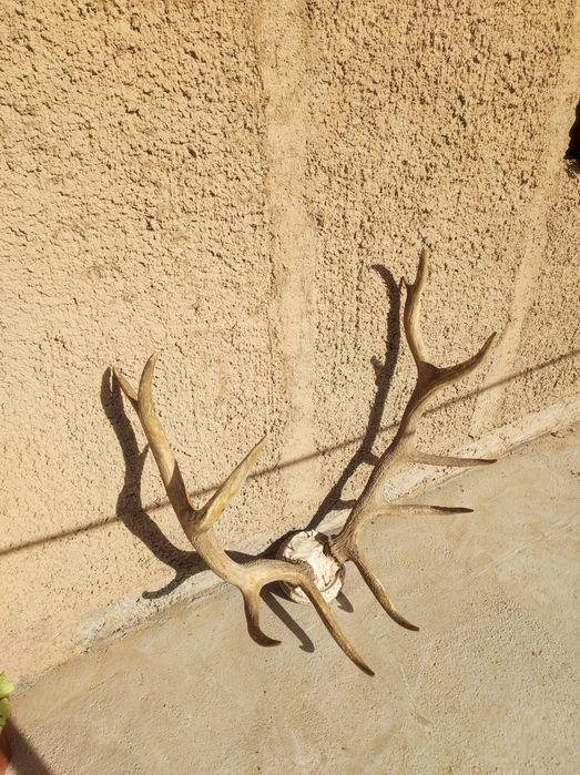 Buxoro bugʻusi shoxi