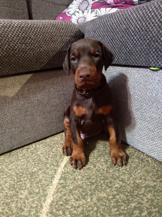 Шенки доберман чистокровные