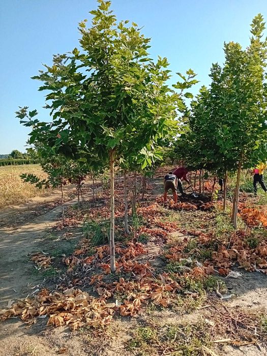 Plante ornamentale mesteacan argintiu  artar