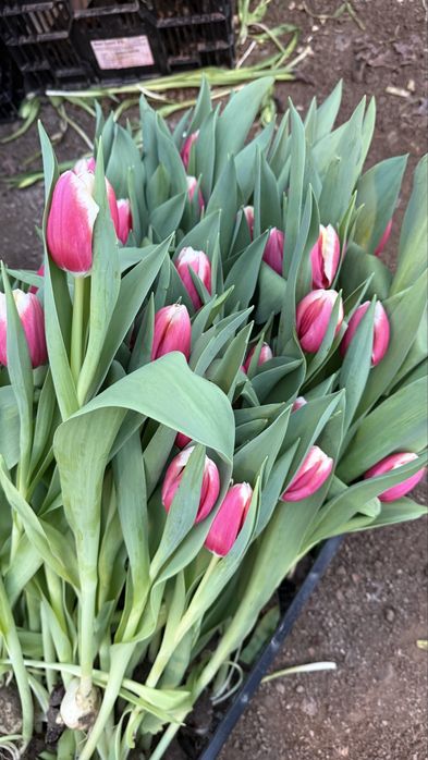 Крупный тюльпан.