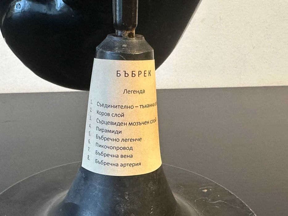 Соц Учебен Анатомичен Модел на Бъбрек