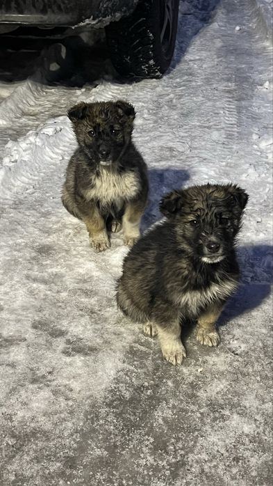 Щенки в добрые руки