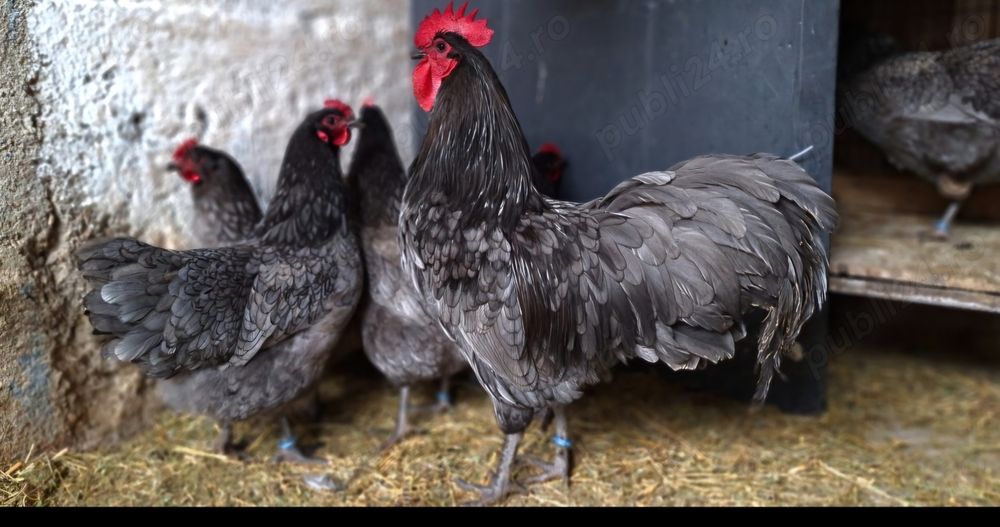 Australorp albastru-ouă pt incubat.