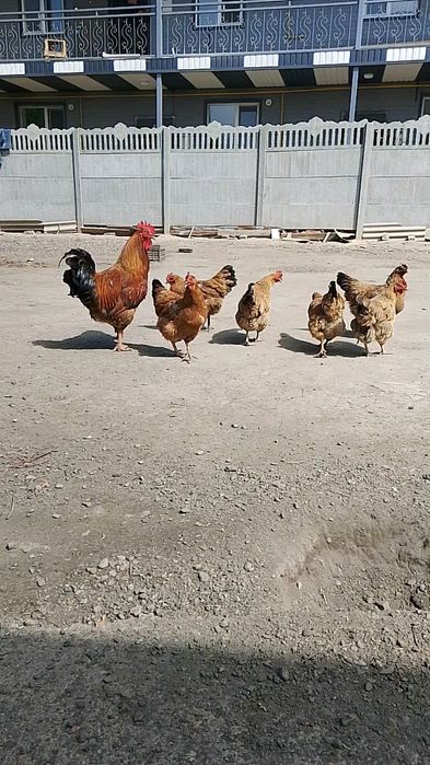 Цыплята .кученские
