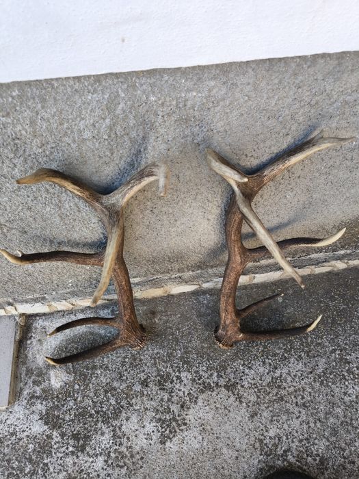 Чифт рога от елен, трофей