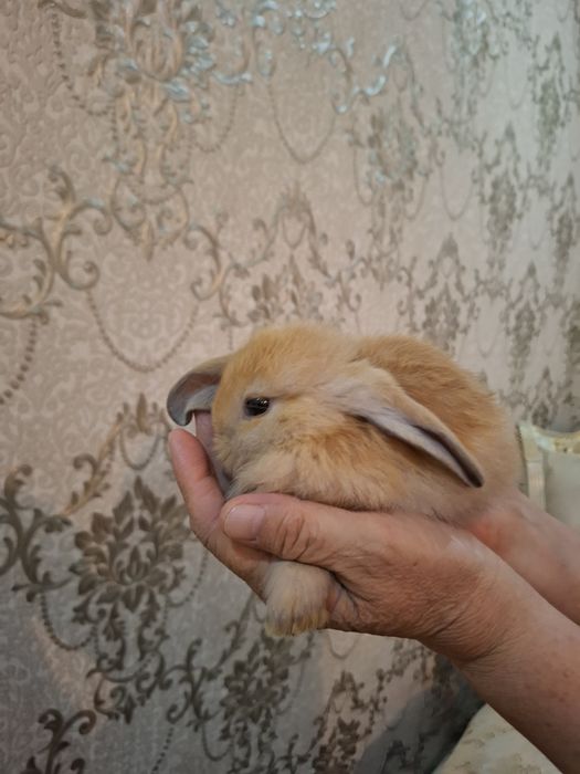 Породные кролики Минилоп карликовый.