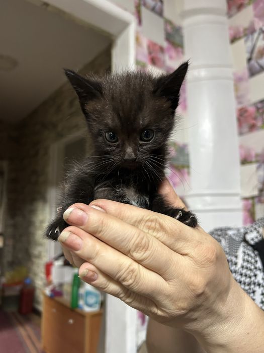 Отдам котят в добрые руки