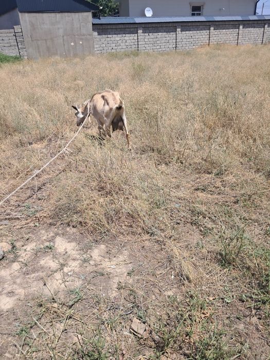 Сауын ешкілер сатылад қоңыр алпи ақ занин