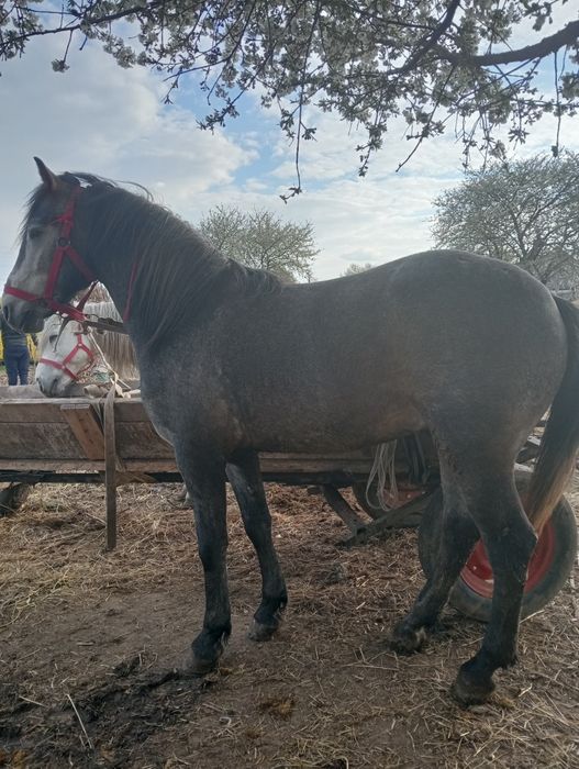 Vând mânz de 3 ani blând.