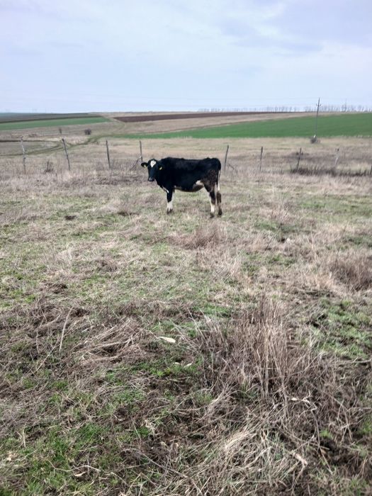 Vând doua juninci gestante 16.000 lei