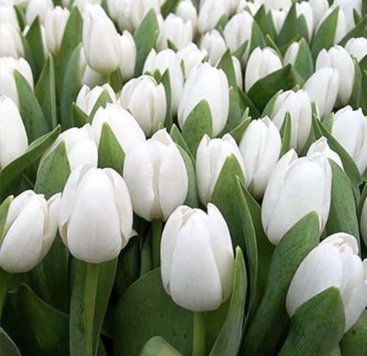 Оптом Голландские тюльпаны с теплицы