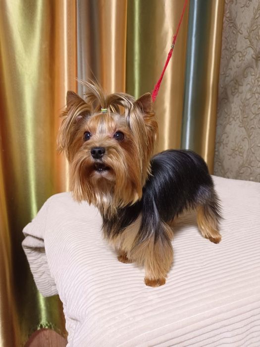Кобель  мини йорк. ВЯЗКА