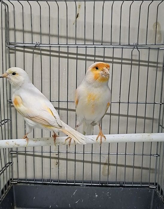 Канарейки готовый пара