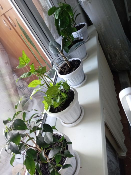 Продаётся домашние цветы