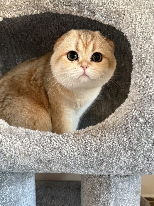 Золотая шиншилла