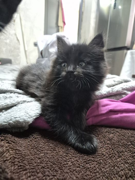 Отдам котят в хорошие руки