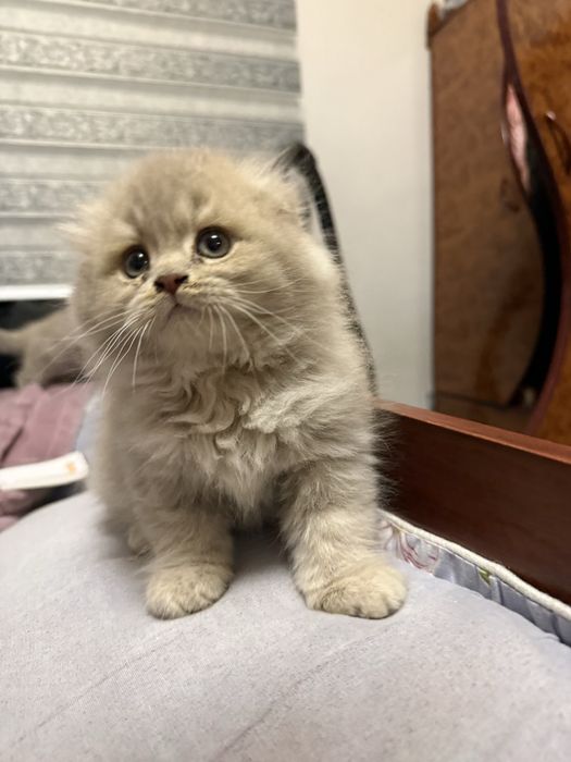 Продается котёнок